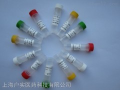 清道夫受體STAB2抗體